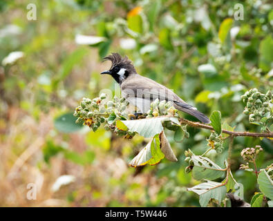 Himalayan bulbul Pycnonotus leucogenys mit seiner markanten Crest Fütterung auf einem Baum in der binsar Hügeln in Uttarakhand im Norden Indiens Stockfoto