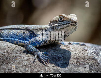 Kaschmir rock Agama lizard Laudakia tuberculata mit blauen Beinen und Flanken sonnen auf einer Wand in einem binsar Bergdorf Uttarakhand Himalaya Indien Stockfoto