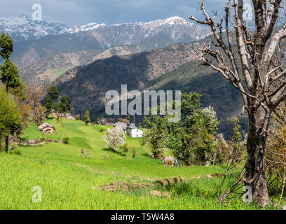 Verstreute Häuser unter den terrassierten Feldern im Dorf Supi in der Saryu Tal der Uttarakhand Himalaya Indien Stockfoto