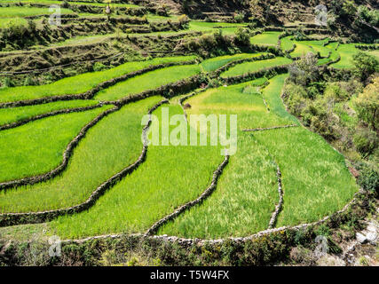 Terrassierten Feldern werden organische Reis und Ackerkulturen ausserhalb eines Dorfes in Binsar im Unterallgäu Himalaya im Norden Indiens zu wachsen Stockfoto