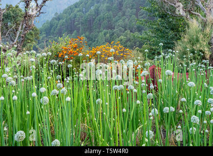 Blumen Knoblauch allium sativum in einem Gemüsegarten in der entfernten Himalaya Weiler Satri in Binsar Region Uttarakhand im Norden Indiens wachsende Stockfoto