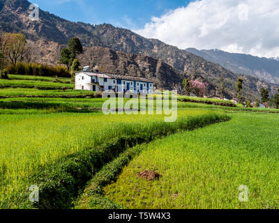 Traditionelle berklay Haus im Bergdorf Supi in den Ausläufern des Himalaya in Uttarakhand Indien vom üppigen Grün der Felder von Gerste umgeben Stockfoto