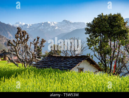 Haus im Bergdorf Supi hoch über dem Saryu Fluss in den Ausläufern des Himalaya in Uttarakhand Indien durch üppige Felder von Gerste umgeben Stockfoto