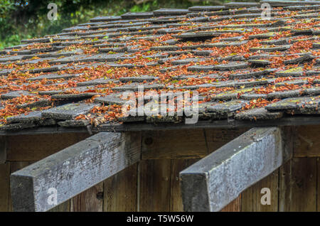 Blätter im Herbst auf rustikalen Sheddach Stockfoto