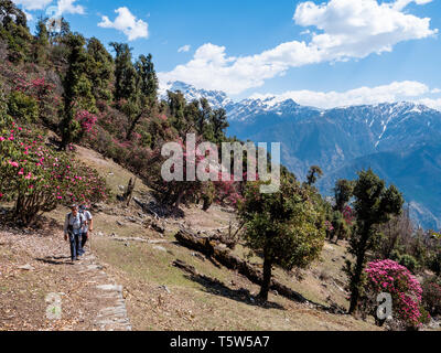 Unter Eiche und Rhododendron Wald auf steilen Bergpfaden über dem Saryu Tal im Himalaya von Uttarakhand im nördlichen Indien Stockfoto