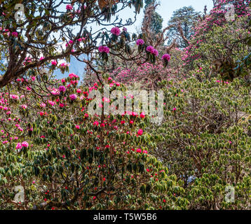 Rhododendron arboreum Bäume R. hinzufügen Farbtupfer in die Landschaft von den Ausläufern des Himalaya die Saryu Tal in Uttarakhand im Norden Indiens Stockfoto