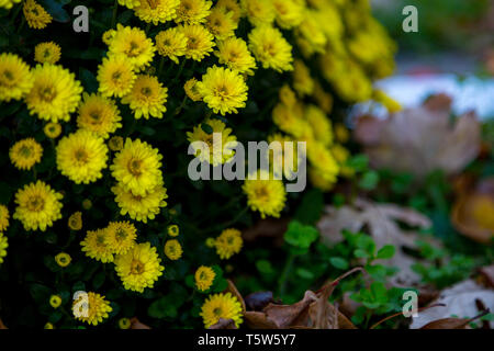 Mein Garten mom Anlage Herbst 2018. Stockfoto