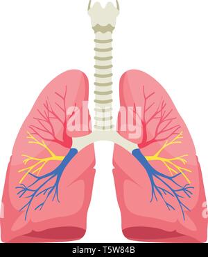 Menschliche lungen Anatomie Vector Illustration auf weißem Hintergrund. Stock Vektor