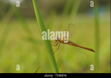 Eine Libelle/Capung auf dem Gras Stockfoto
