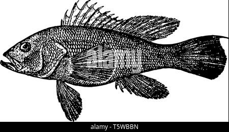 Black Sea Bass ist ein Fisch in der schwadleger Familie native New York vintage Strichzeichnung oder Gravur Abbildung. Stock Vektor