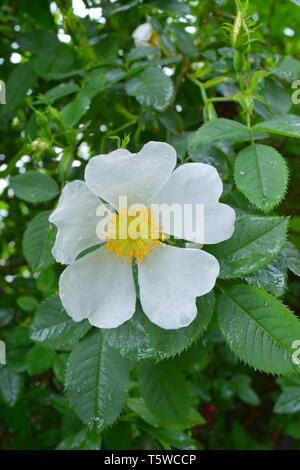 Tau auf blühende wilde weiße Rose Stockfoto