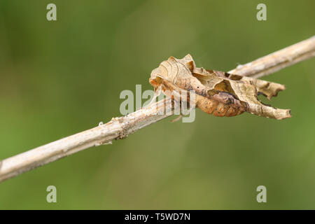 Ein hübscher Winkel, Phlogophora meticulosa Schattierungen Motte, ruht auf dem Stengel einer Pflanze. Stockfoto