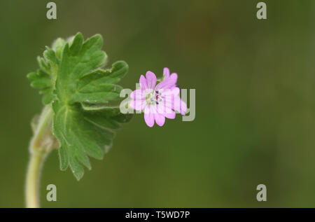 Eine hübsche Tauben - Fuß Cranesbill, Geranium Molle, wachsen in einem wildflower Meadow in der Landschaft in Großbritannien. Stockfoto