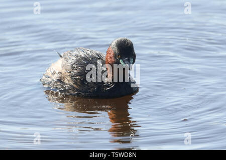 Ein süßes kleines Grebe, Tachybaptus ruficollis, Schwimmen auf einem Fluss auf der Jagd nach Essen. Stockfoto