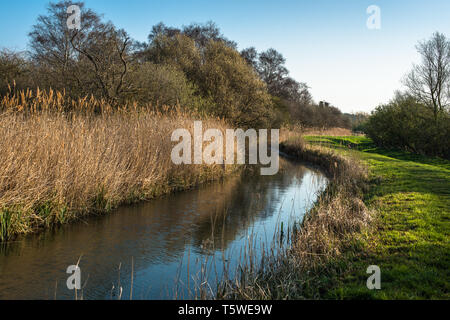 Wasserweg und Schilf an Wicken Fen Naturschutzgebiet in Cambridgeshire, East Anglia, England, UK. Stockfoto