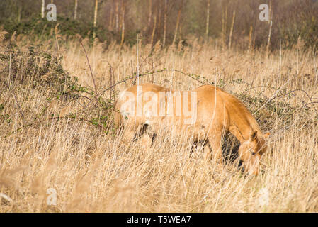 Wild Konik Ponys am Ufer des Burwell Lode Binnengewässern auf Wicken Fen Naturschutzgebiet, Cambridgeshire, England, Großbritannien Stockfoto