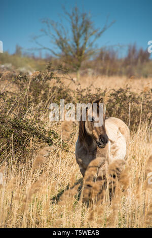 Wild Konik Ponys am Ufer des Burwell Lode Binnengewässern auf Wicken Fen Naturschutzgebiet, Cambridgeshire, England, Großbritannien Stockfoto