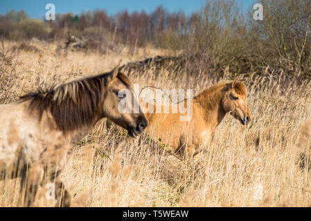 Wild Konik Ponys am Ufer des Burwell Lode Binnengewässern auf Wicken Fen Naturschutzgebiet, Cambridgeshire, England, Großbritannien Stockfoto