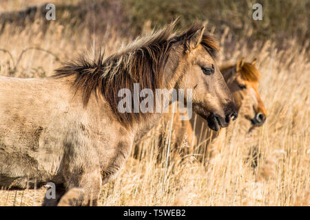 Wild Konik Ponys am Ufer des Burwell Lode Binnengewässern auf Wicken Fen Naturschutzgebiet, Cambridgeshire, England, Großbritannien Stockfoto