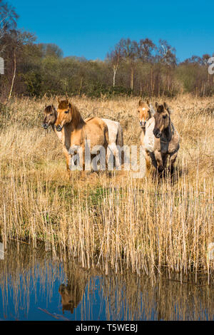 Wild Konik Ponys am Ufer des Burwell Lode Binnengewässern auf Wicken Fen Naturschutzgebiet, Cambridgeshire, England, Großbritannien Stockfoto