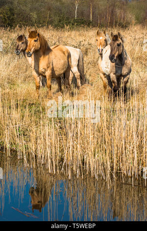 Wild Konik Ponys am Ufer des Burwell Lode Binnengewässern auf Wicken Fen Naturschutzgebiet, Cambridgeshire, England, Großbritannien Stockfoto