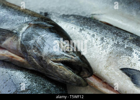 Eine detaillierte Ansicht von frischem Chinook salmon (Oncorhynchus Tshawytscha) auf der Anzeige zum Verkauf, Seattle, USA. Stockfoto