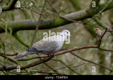 Eurasian Collared Dove Sreptopelia decaocta Stockfoto