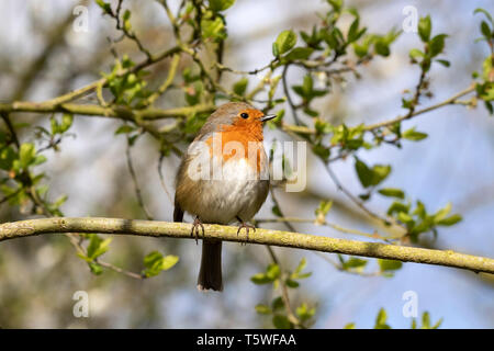Rotkehlchen Erithacus rubecula Stockfoto
