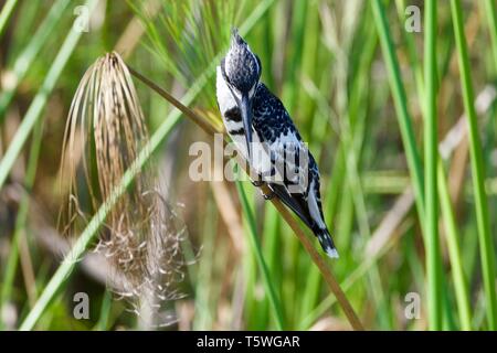 Pied Kingfisher im Okavango Delta Stockfoto