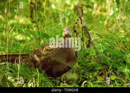 Ein hellbraun gefleckt weiblichen Fasan stand unter grünem Laub. Stockfoto