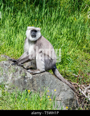 Männliche Nepal grau oder schwarz konfrontiert Langur Semnopithecus schistaceus Affen Futter für Essen in der pindar Tal des indischen Himalaya Stockfoto