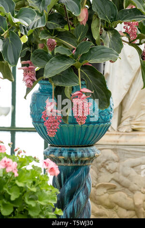 Medinilla Magnifica in orientalischen Vasen in der embarcadere am Die Königlichen Gewächshäuser in Laeken besteht aus einem Komplex von einer Reihe von Gewächshäusern. Stockfoto