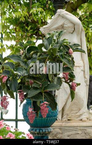 Medinilla Magnifica in orientalischen Vasen in der embarcadere am Die Königlichen Gewächshäuser in Laeken besteht aus einem Komplex von einer Reihe von Gewächshäusern. Stockfoto