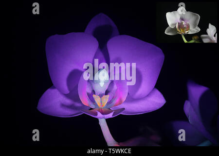 Motte orchid Fluoreszenz im UV-Licht (365 nm). Kleinere Bild mit derselben Probe bei normalem Tageslicht. Stockfoto