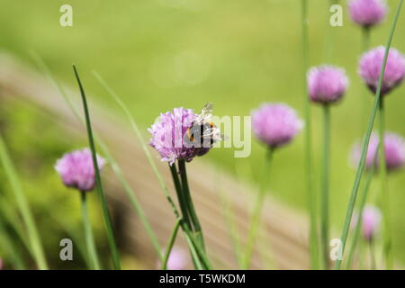 Bumble Biene sammelt Nektar aus blühenden Samen Kopf Schnittlauch (Allium schoenoprasum) krautige Pflanze im englischen Garten, UK mit Kopieplatz Stockfoto