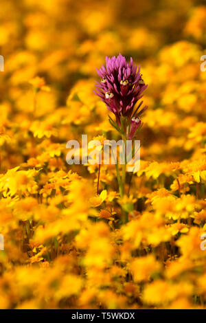 Owl's Clover in Goldfields, Carrizo Plain National Monument, Kalifornien Stockfoto