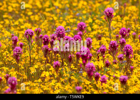 Owl's Clover in Goldfields, Carrizo Plain National Monument, Kalifornien Stockfoto