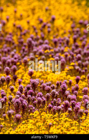 Owl's Clover in Goldfields, Carrizo Plain National Monument, Kalifornien Stockfoto