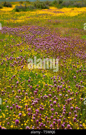 Owl's Clover in Goldfields, Carrizo Plain National Monument, Kalifornien Stockfoto