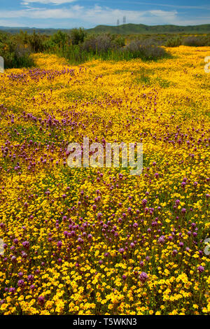 Owl's Clover in Goldfields, Carrizo Plain National Monument, Kalifornien Stockfoto