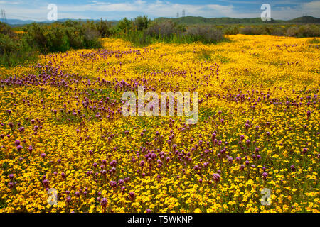 Owl's Clover in Goldfields, Carrizo Plain National Monument, Kalifornien Stockfoto