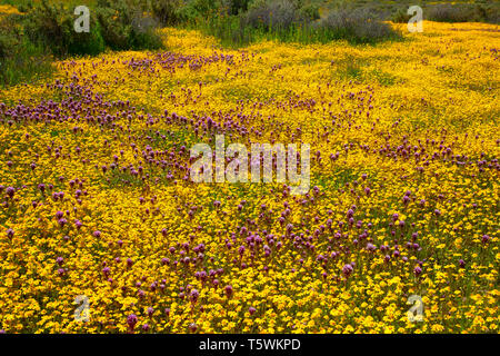 Owl's Clover in Goldfields, Carrizo Plain National Monument, Kalifornien Stockfoto
