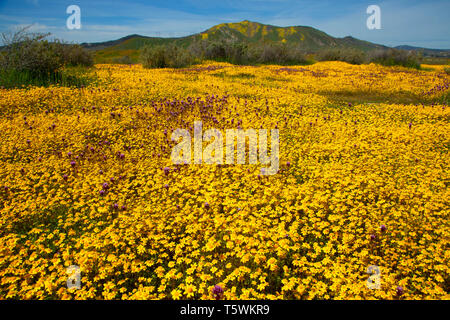 Owl's Clover in Goldfields, Carrizo Plain National Monument, Kalifornien Stockfoto