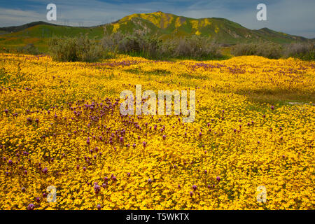 Owl's Clover in Goldfields, Carrizo Plain National Monument, Kalifornien Stockfoto