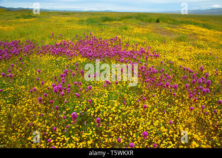 Owl's Clover in Goldfields, Carrizo Plain National Monument, Kalifornien Stockfoto