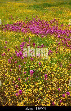 Owl's Clover in Goldfields, Carrizo Plain National Monument, Kalifornien Stockfoto
