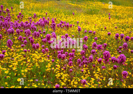 Owl's Clover in Goldfields, Carrizo Plain National Monument, Kalifornien Stockfoto