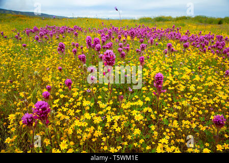 Owl's Clover in Goldfields, Carrizo Plain National Monument, Kalifornien Stockfoto