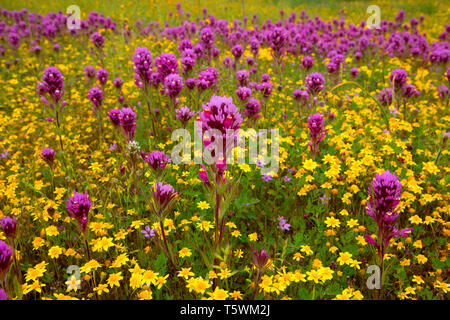 Owl's Clover in Goldfields, Carrizo Plain National Monument, Kalifornien Stockfoto