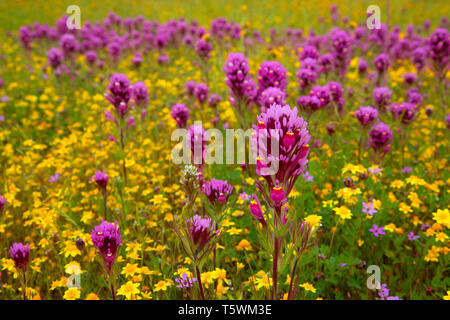 Owl's Clover in Goldfields, Carrizo Plain National Monument, Kalifornien Stockfoto